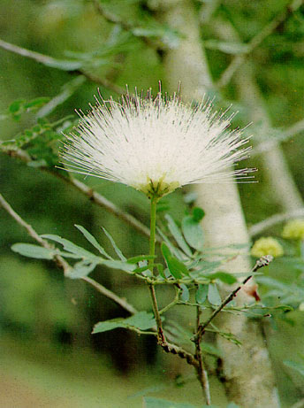 พู่ชมพู Calliandra haematocephala Hassk.<br/>FABACEAE (LEGUMINOSAE-MIMOSOIDEAE)